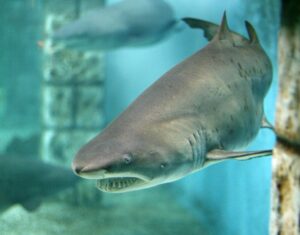 Aufregende Erlebnisse, Ferien in Zella-Mehlis, Thüringen, bei Oberhof, Meeresaquarium